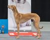 Profile picture of the animal