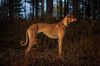 Profile picture of the animal