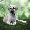 Profile picture of the animal