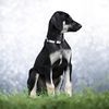 Profile picture of the animal