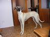 Profile picture of the animal