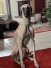 Profile picture of the animal