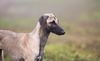Profile picture of the animal