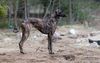 Profile picture of the animal