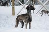 Profile picture of the animal