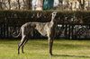 Profile picture of the animal