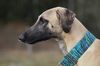 Profile picture of the animal