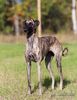 Profile picture of the animal