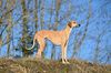 Profile picture of the animal