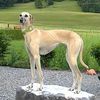 Profile picture of the animal